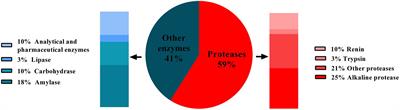 Fungal alkaline proteases and their potential applications in different industries
